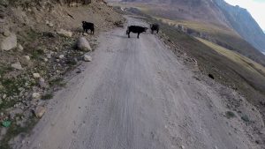 Cows in Zanskar