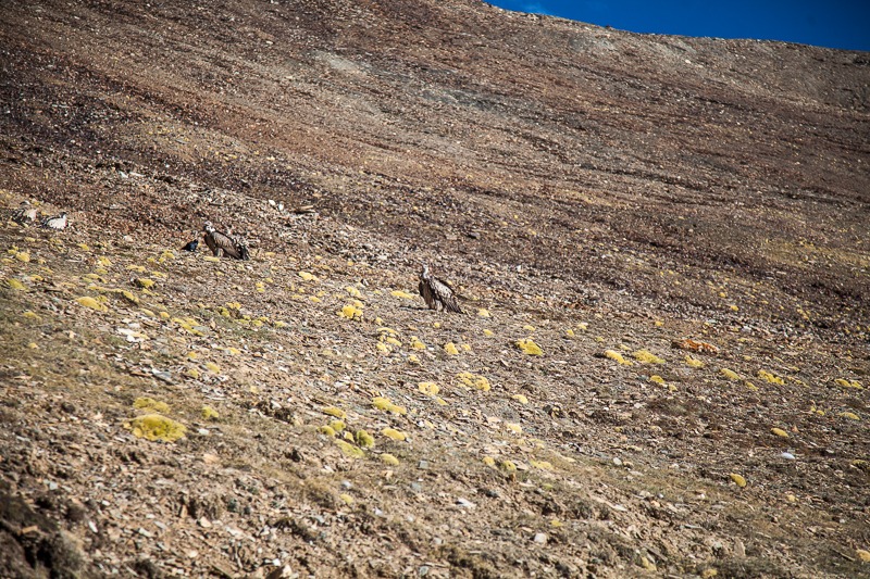 Himalayan Griffon Vulture near Tanglang La