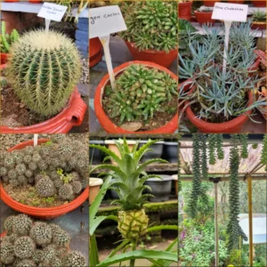 Cactus garden in Munnar