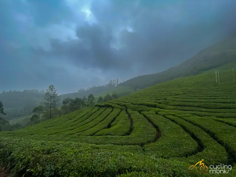 tea gardens in Munnar