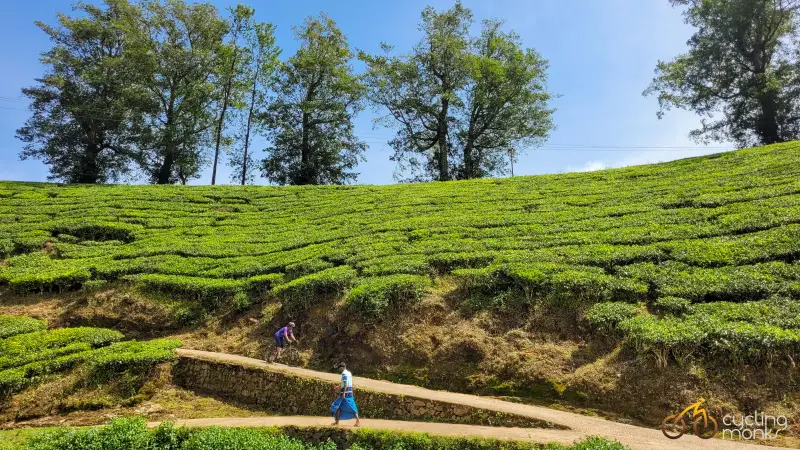 cycling in tea gardens of munnar