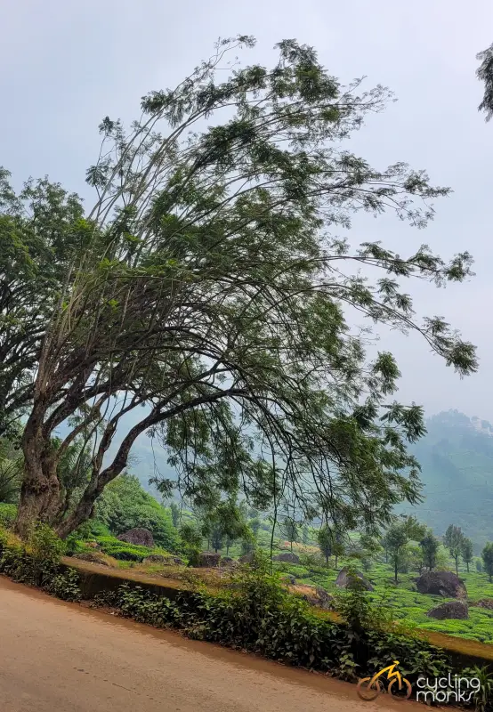tea gardens in munnar